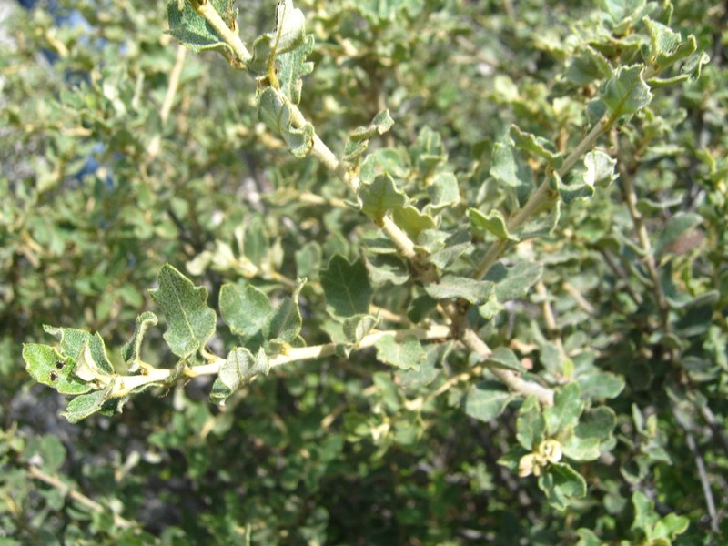 Quercus deliquescens photo 2