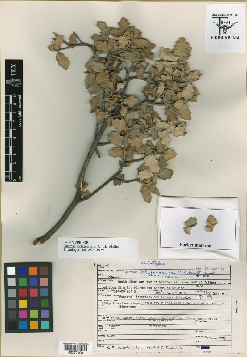 Quercus deliquescens photo 3