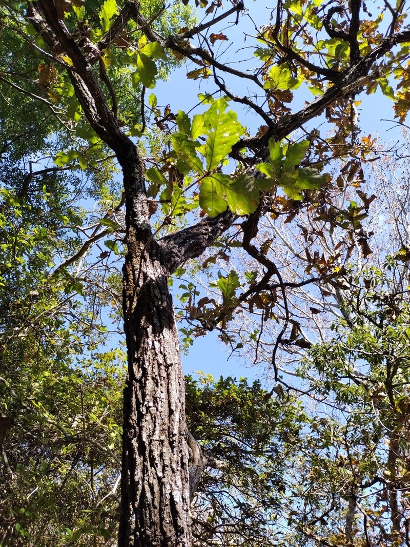 Daimyo Oak photo 2