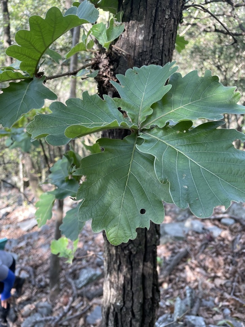 Daimyo Oak photo 3