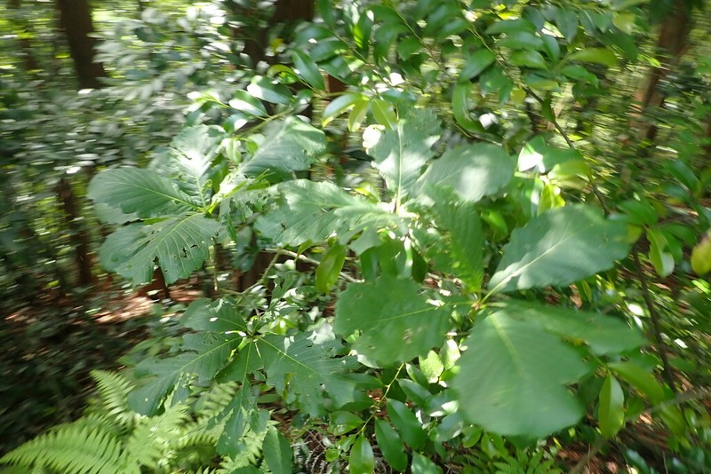 Daimyo Oak photo 4