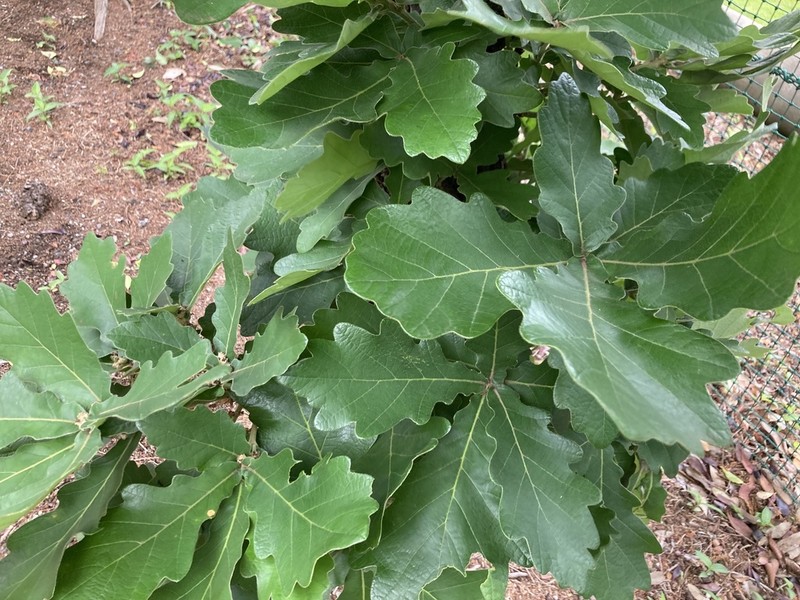 Daimyo Oak photo 5