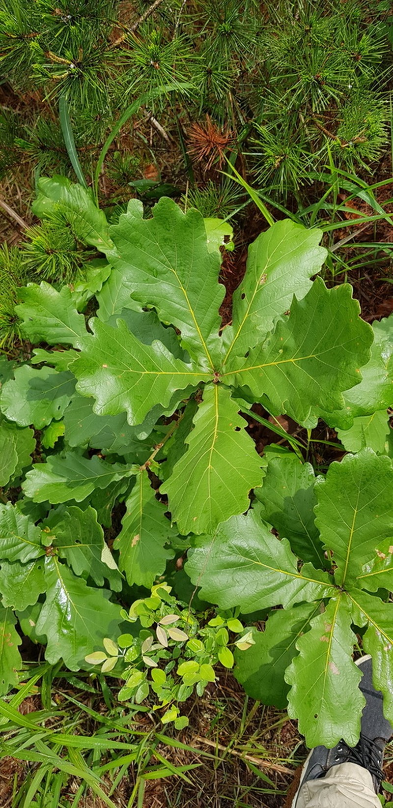 Daimyo Oak photo 6