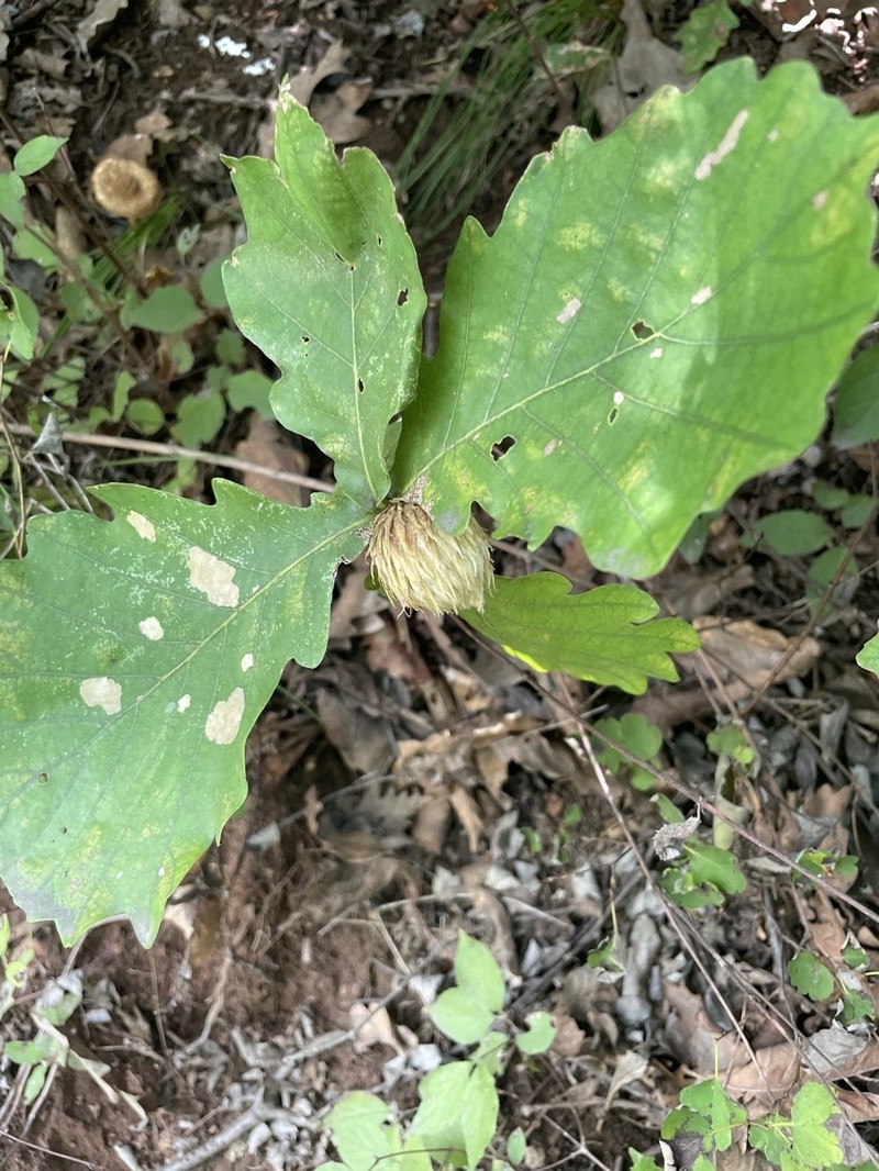 Daimyo Oak photo 7