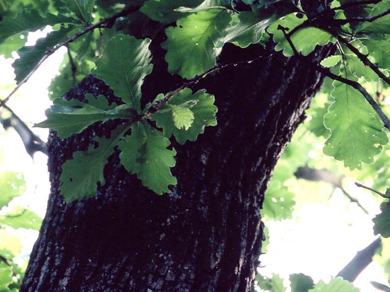 Daimyo Oak
