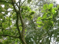 Daimyo Oak