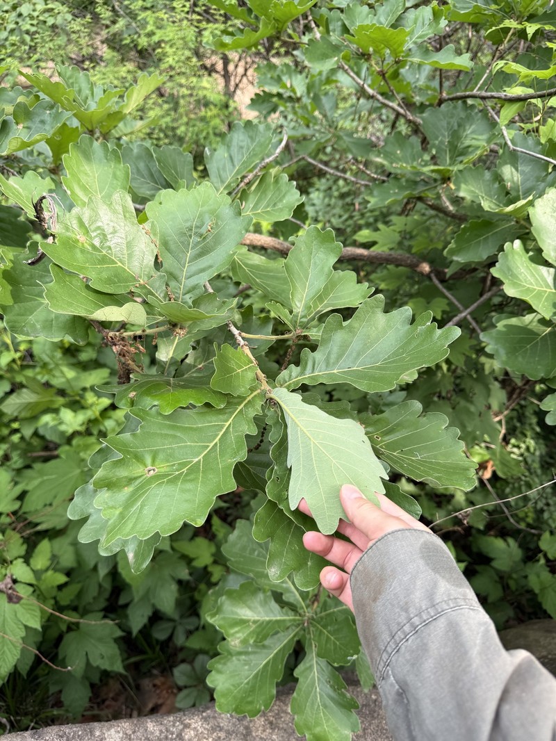 Quercus dentata subsp. dentata