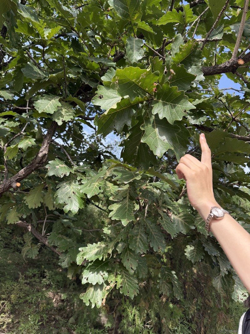Quercus dentata subsp. dentata photo 2