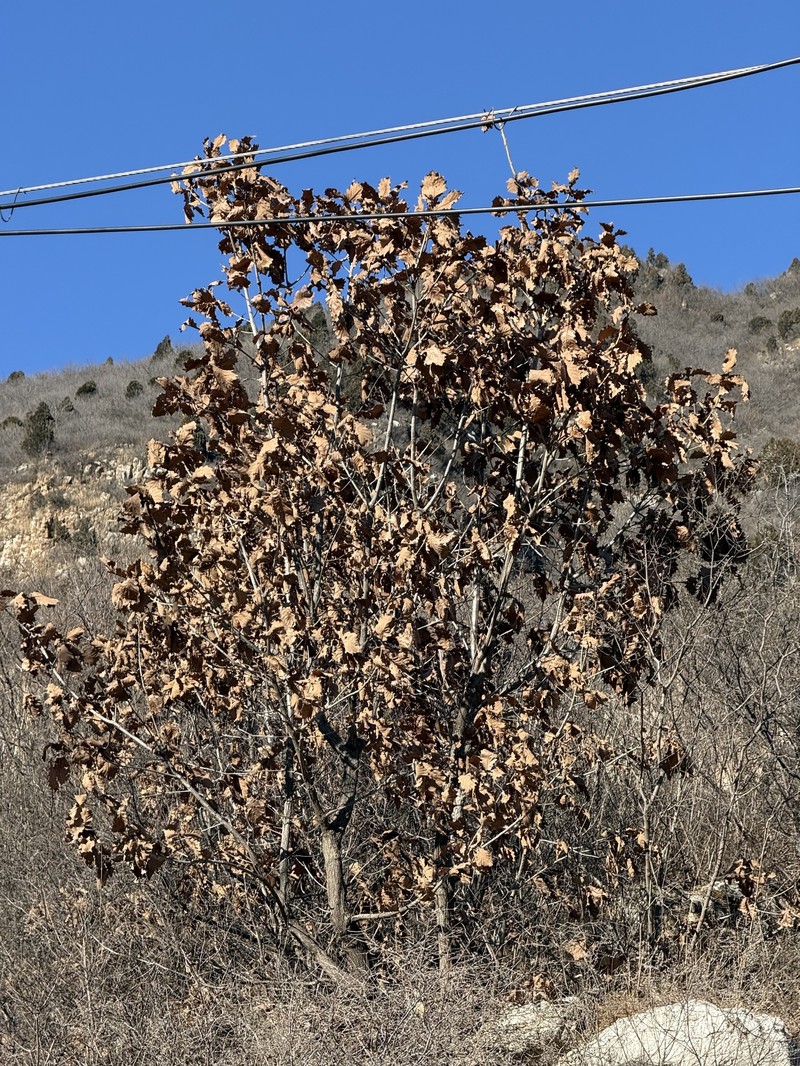 Quercus dentata subsp. dentata photo 3