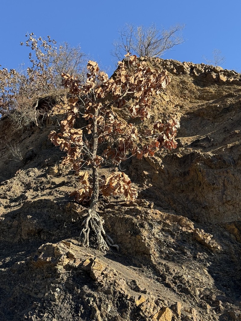 Quercus dentata subsp. dentata photo 4