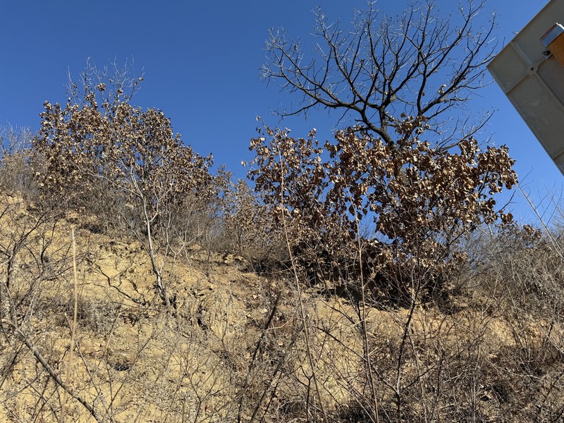 Quercus dentata subsp. dentata photo 5