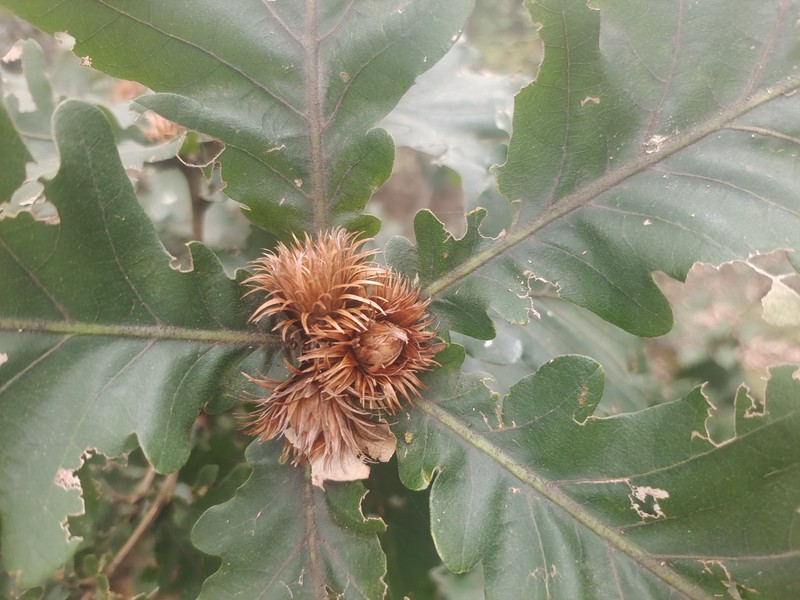 Quercus dentata subsp. dentata photo 6