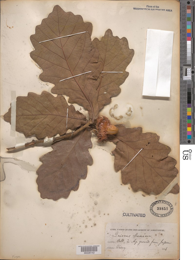 Quercus dentata subsp. dentata photo 7