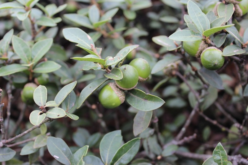 Quercus depressa