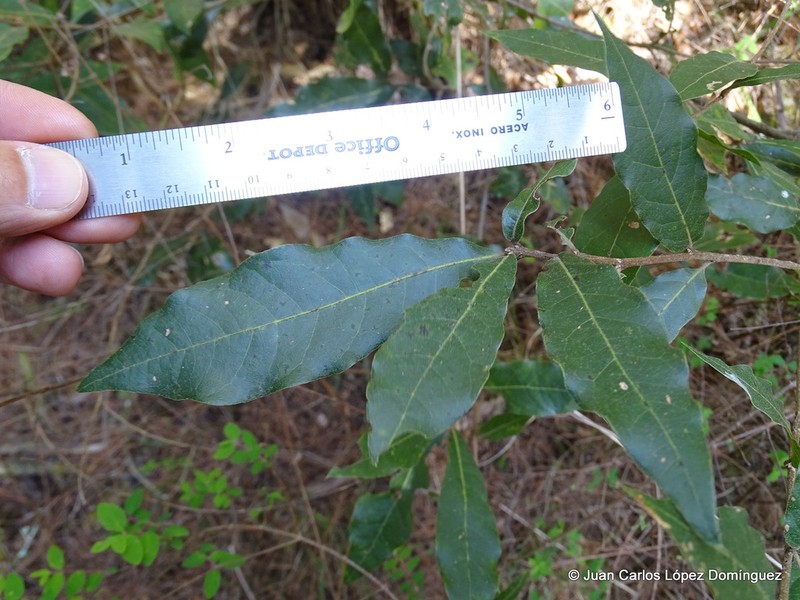 Quercus depressa photo 2
