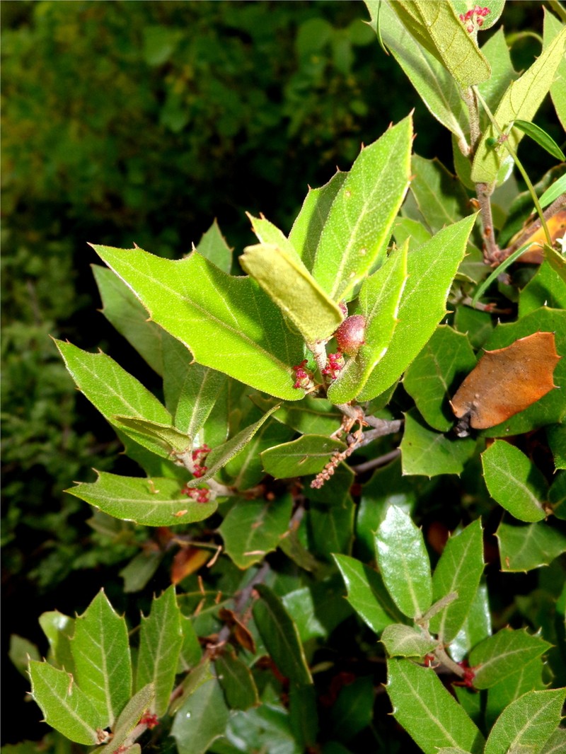 Quercus depressa photo 3
