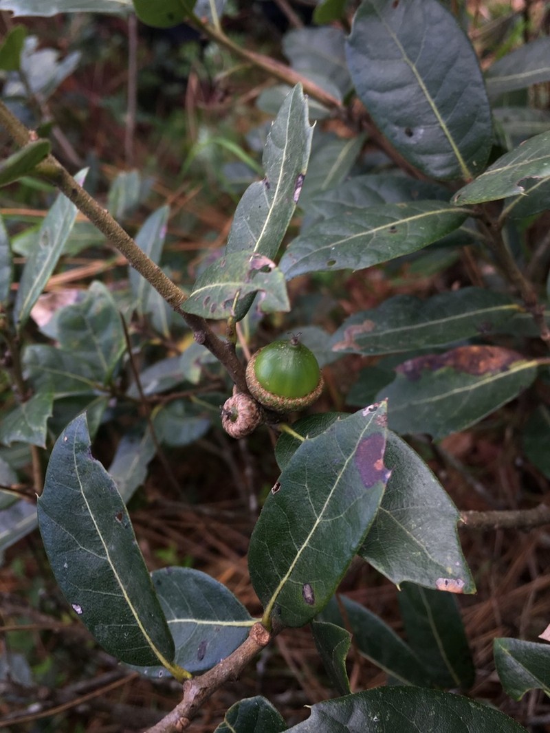 Quercus depressa photo 4