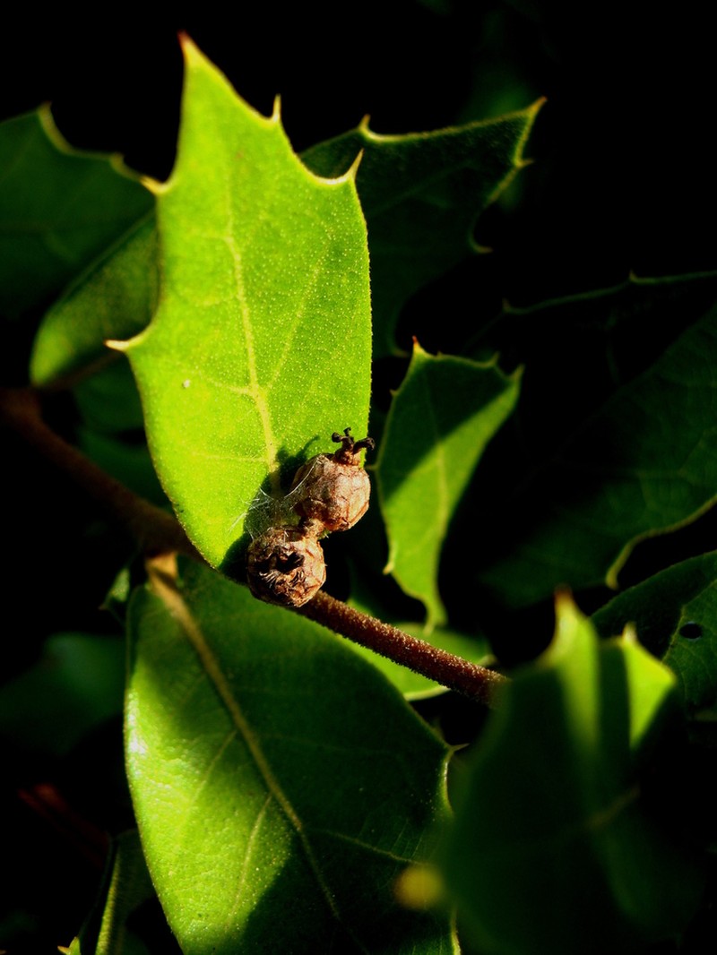 Quercus depressa photo 5