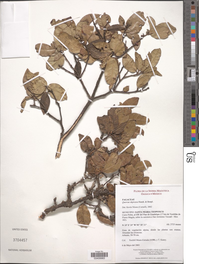 Quercus depressa photo 6
