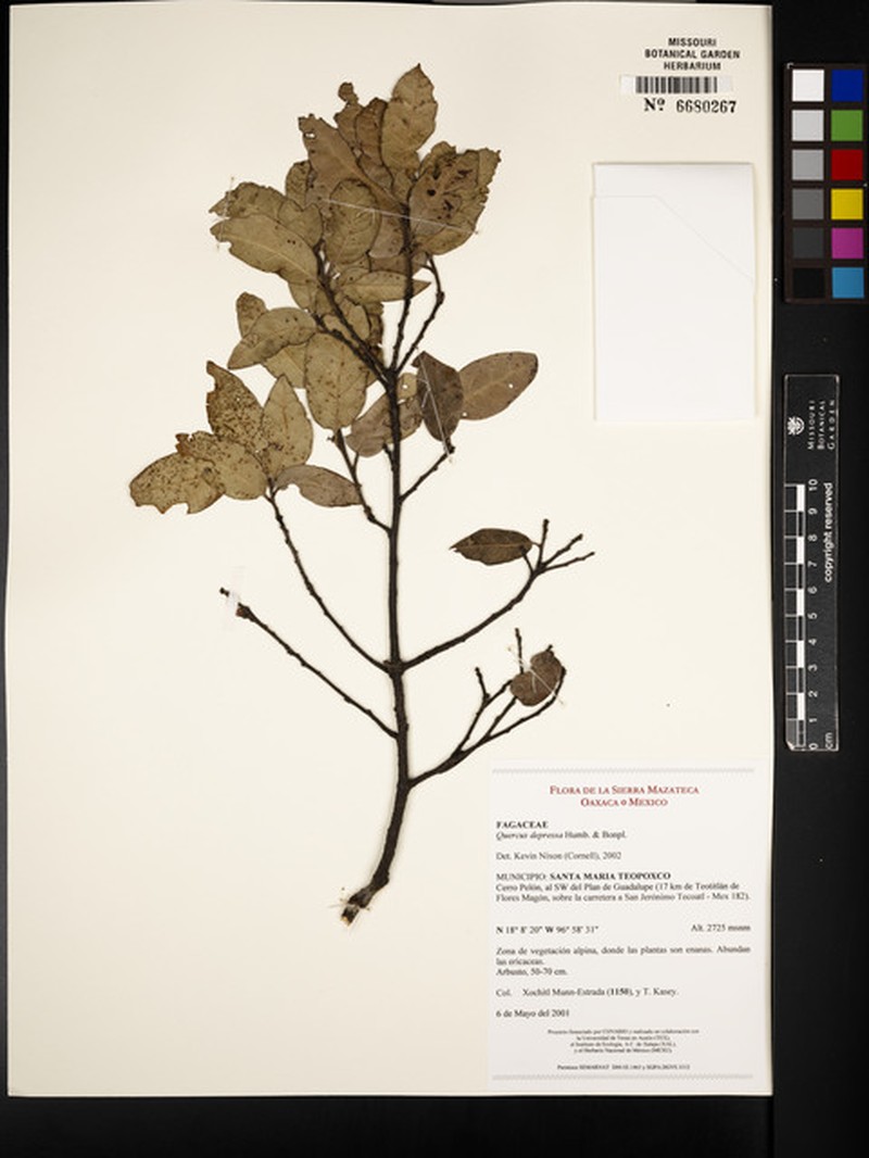 Quercus depressa photo 7