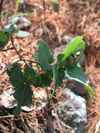 Davis Mountain Oak