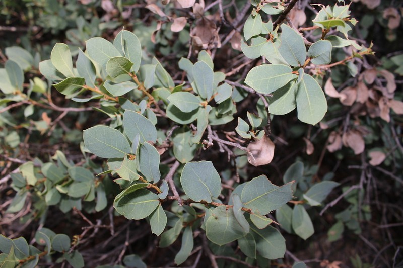 Davis Mountain Oak photo 2