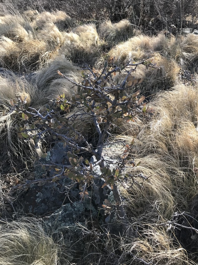 Davis Mountain Oak photo 3