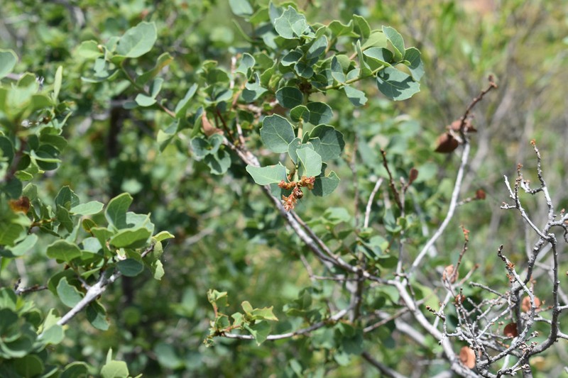 Davis Mountain Oak photo 4