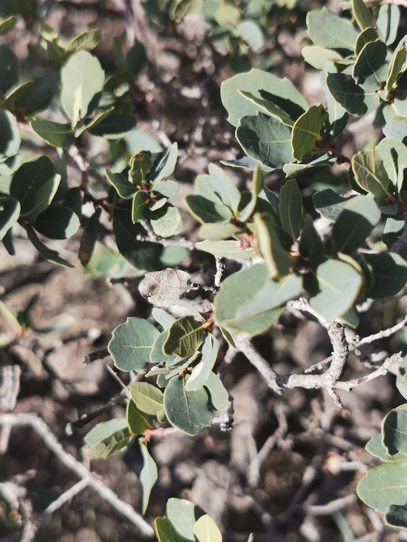 Davis Mountain Oak photo 5