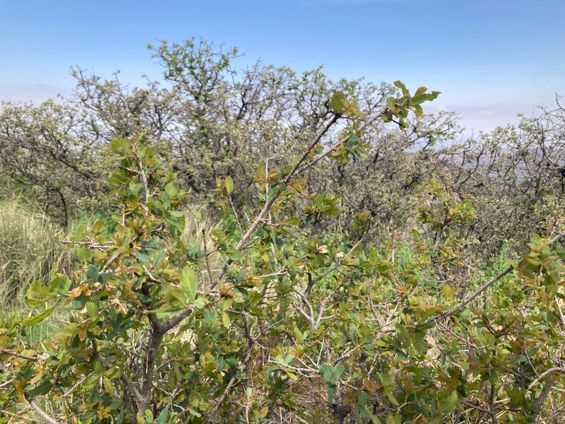 Davis Mountain Oak photo 6