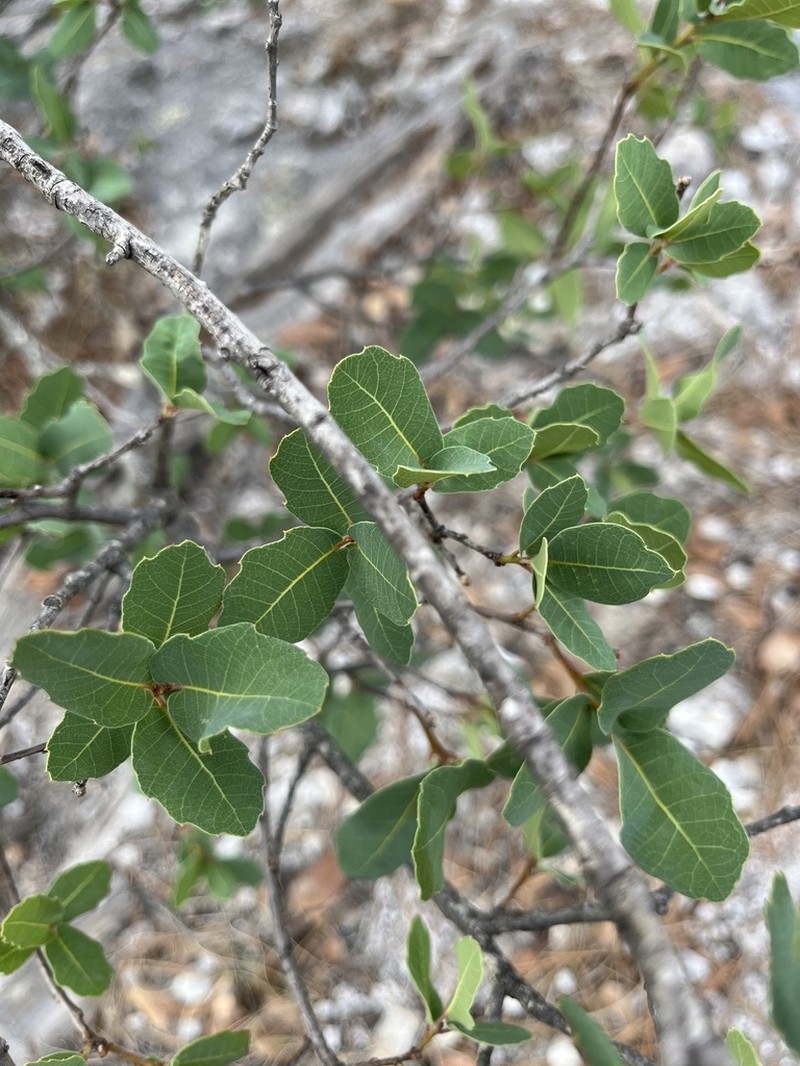 Davis Mountain Oak photo 7