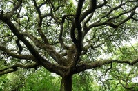 Quercus deserticola