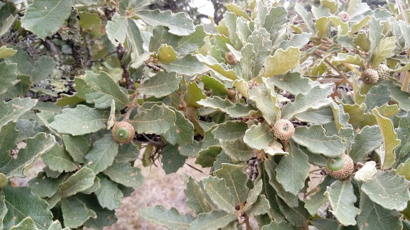 Quercus deserticola photo 2