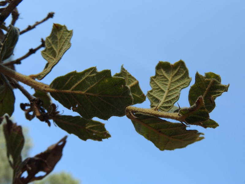 Quercus deserticola photo 3