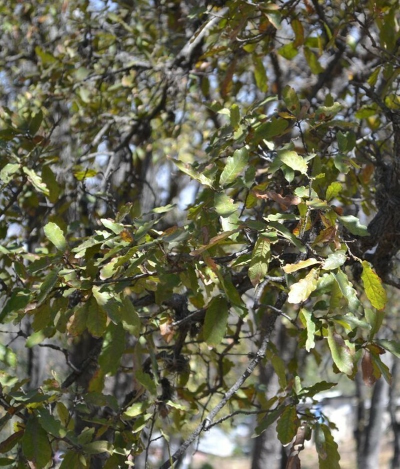 Quercus deserticola photo 5