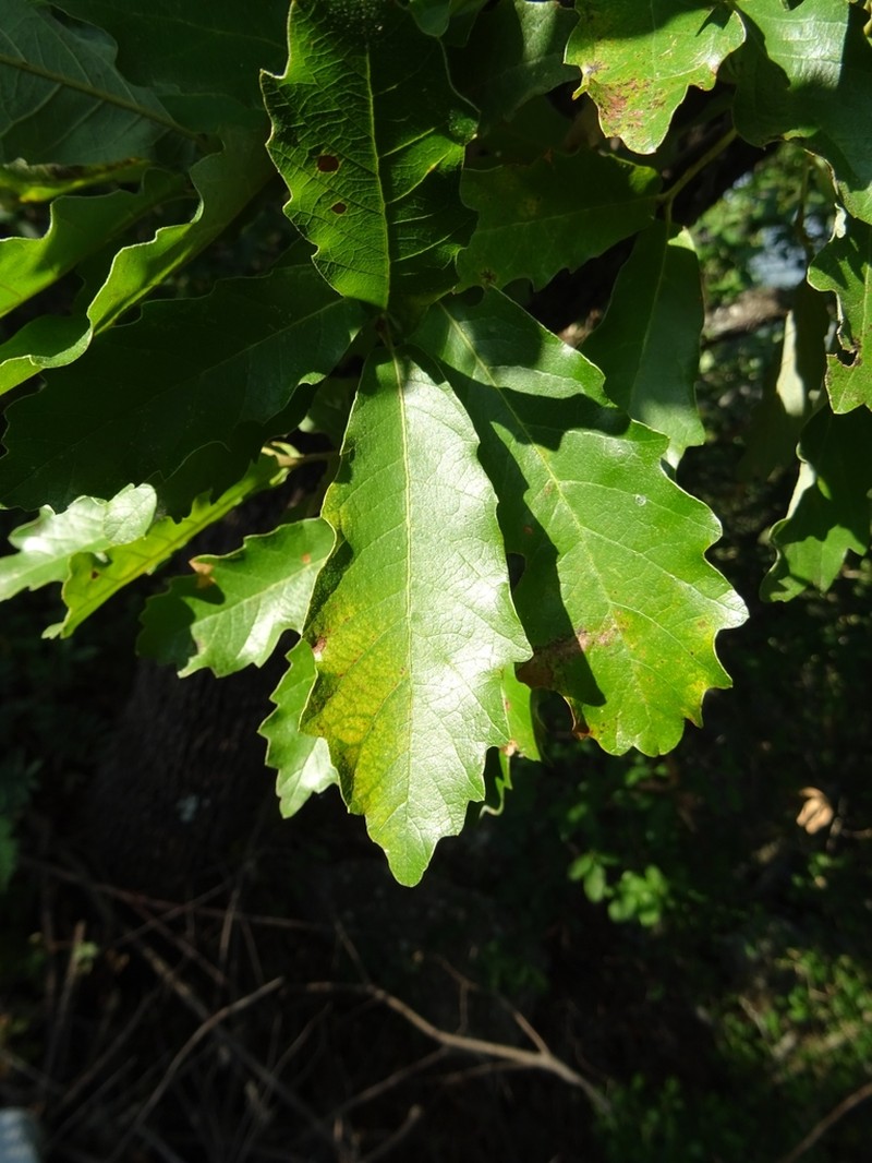 Quercus deserticola photo 6