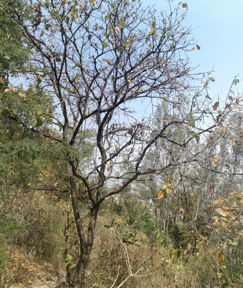 Quercus deserticola photo 7