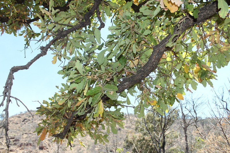 Quercus deserticola photo 8