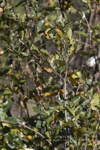 Quercus devia