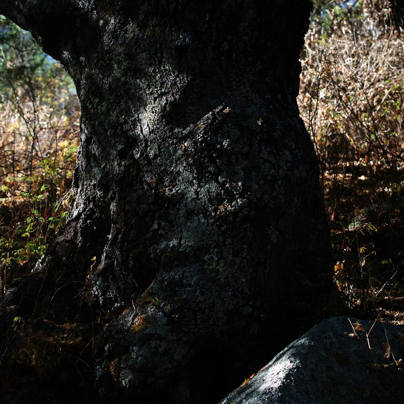 Quercus devia photo 2