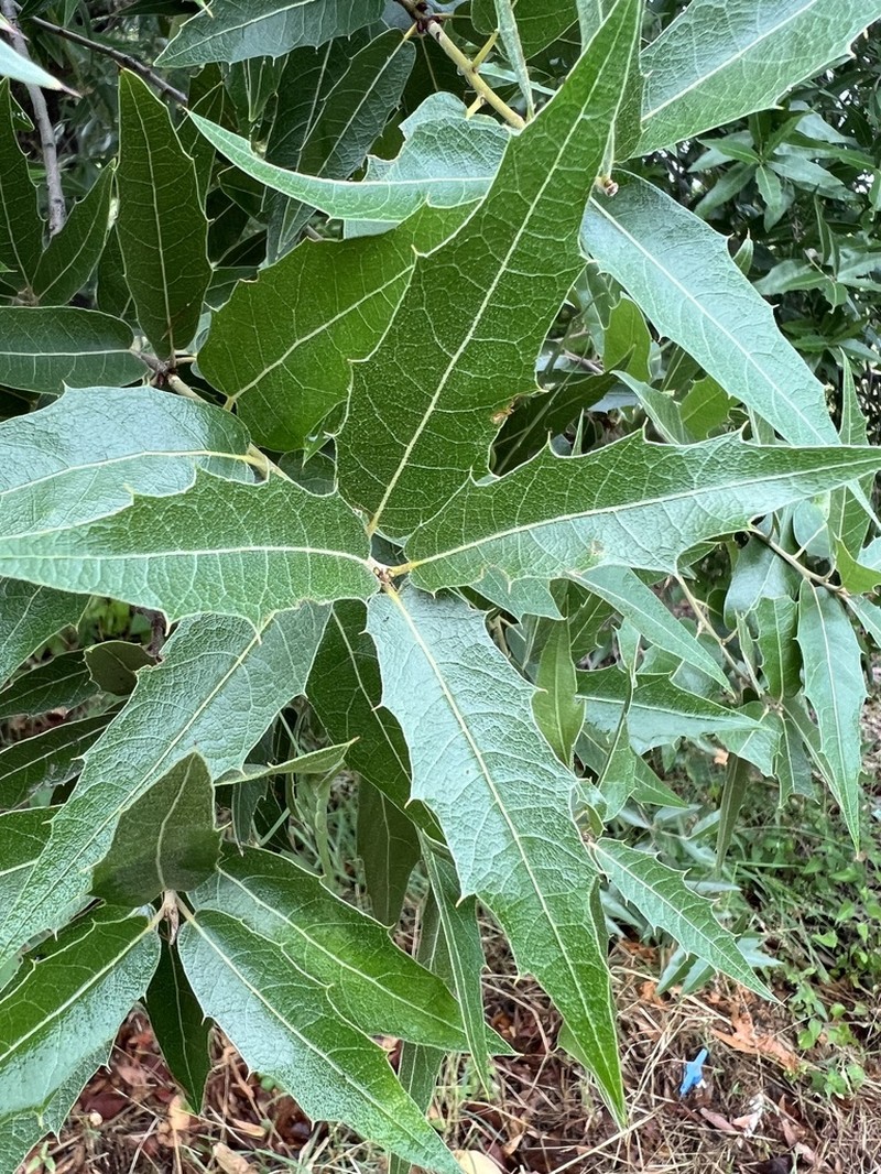 Quercus devia photo 3