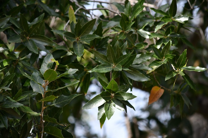 Quercus devia photo 4