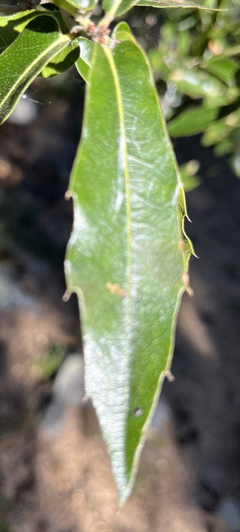 Quercus devia photo 5