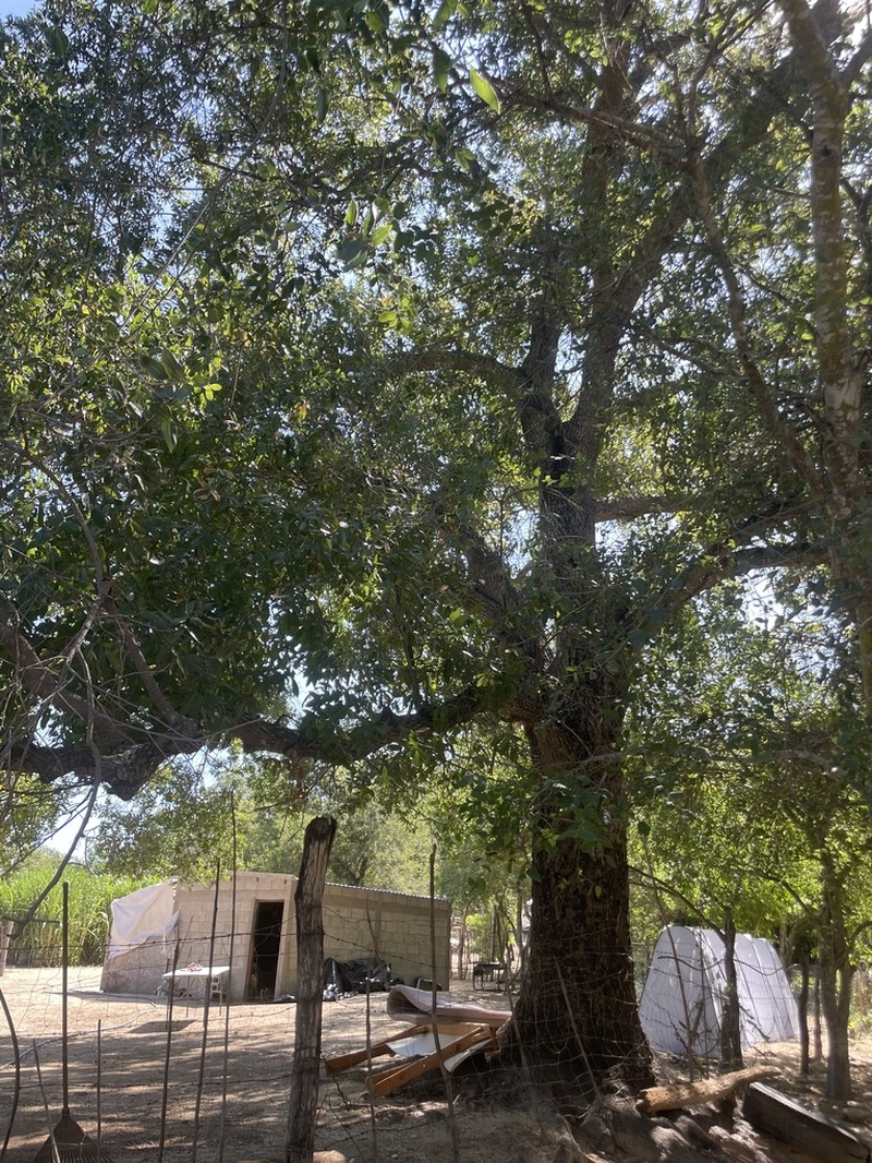 Quercus devia photo 6
