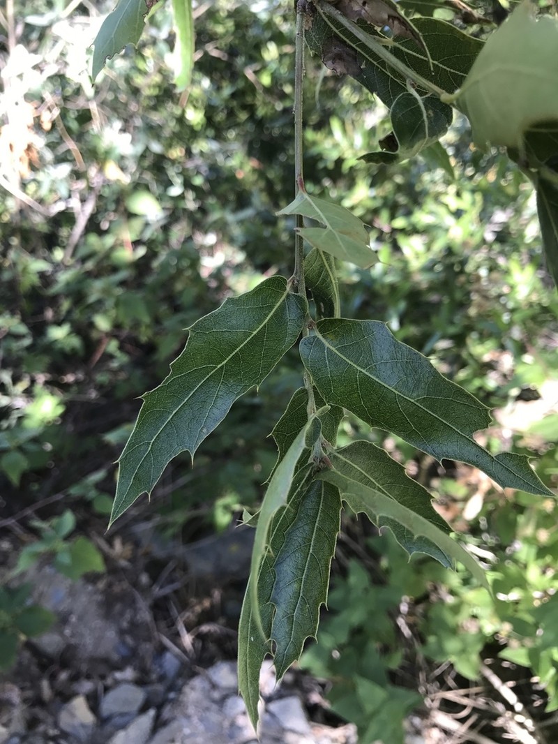 Quercus devia photo 7
