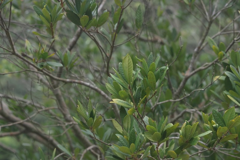 Quercus dinghuensis