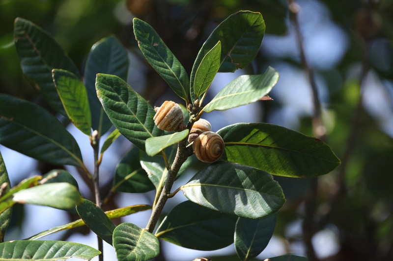 Quercus dinghuensis photo 2