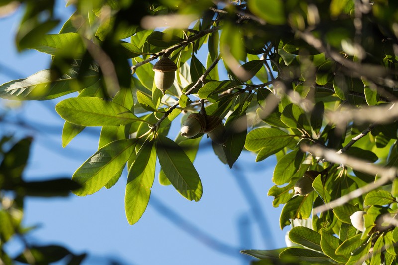 Quercus dinghuensis photo 3