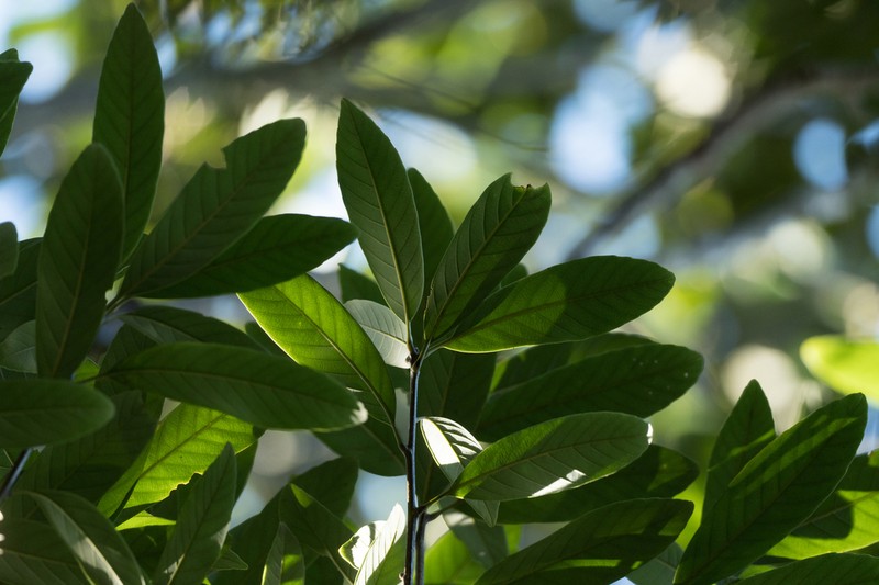 Quercus dinghuensis photo 4