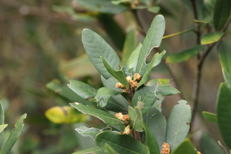 Quercus dinghuensis photo 5